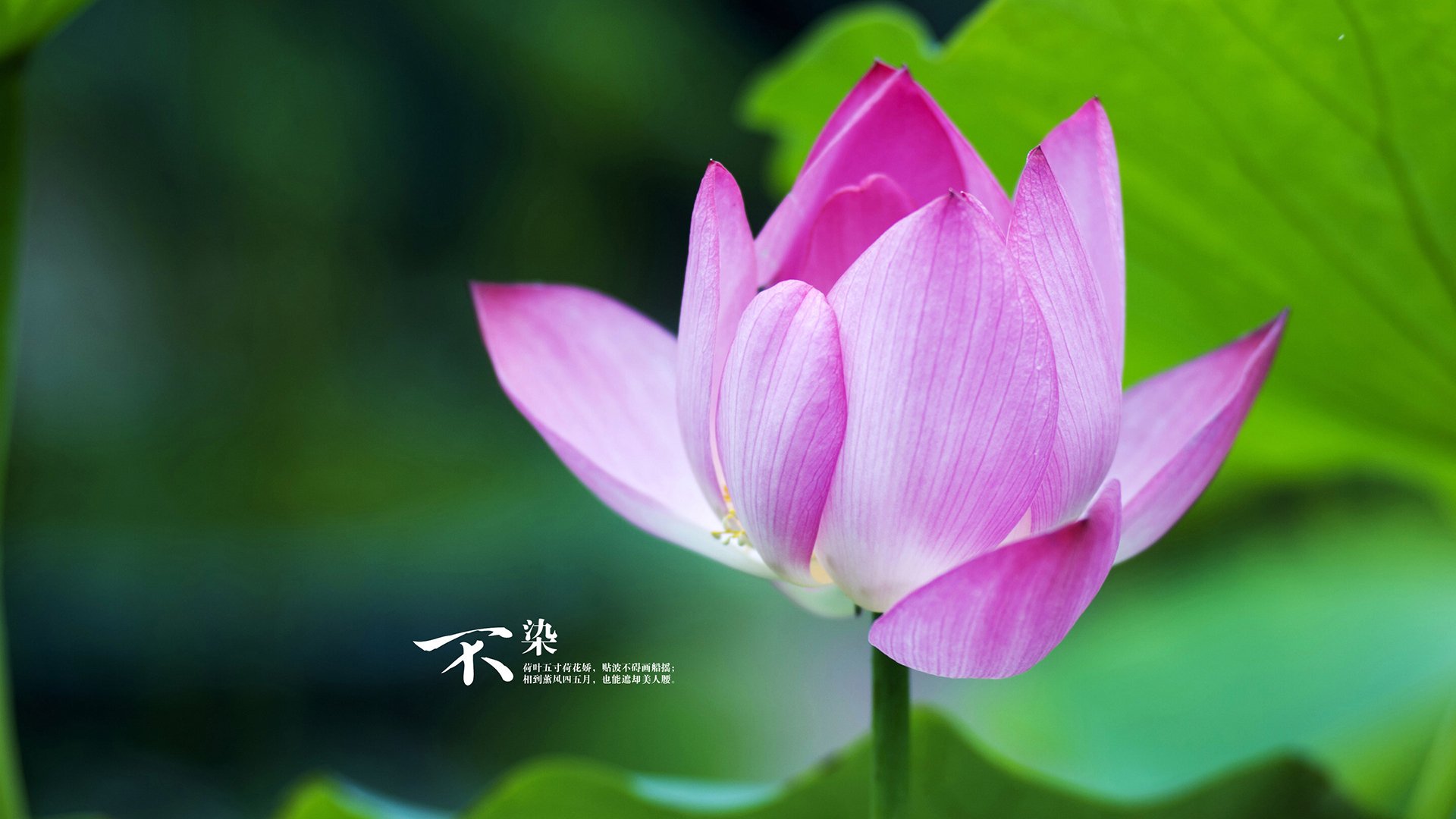 开云体育登录-篮球与足球的激情交响，尼克斯全面压制山西队，欧文从意甲焦点战汲取灵感接管比赛