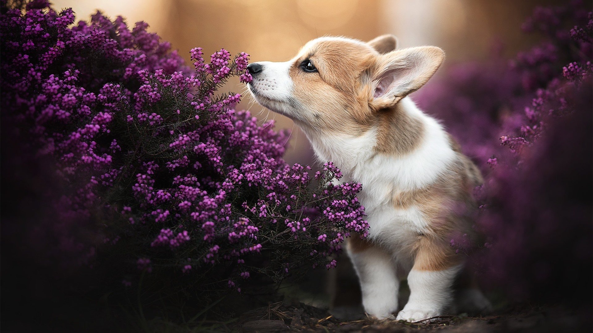 战术智慧点亮绿茵，从西甲德比到加纳险胜，解析足球场上的胜负哲学