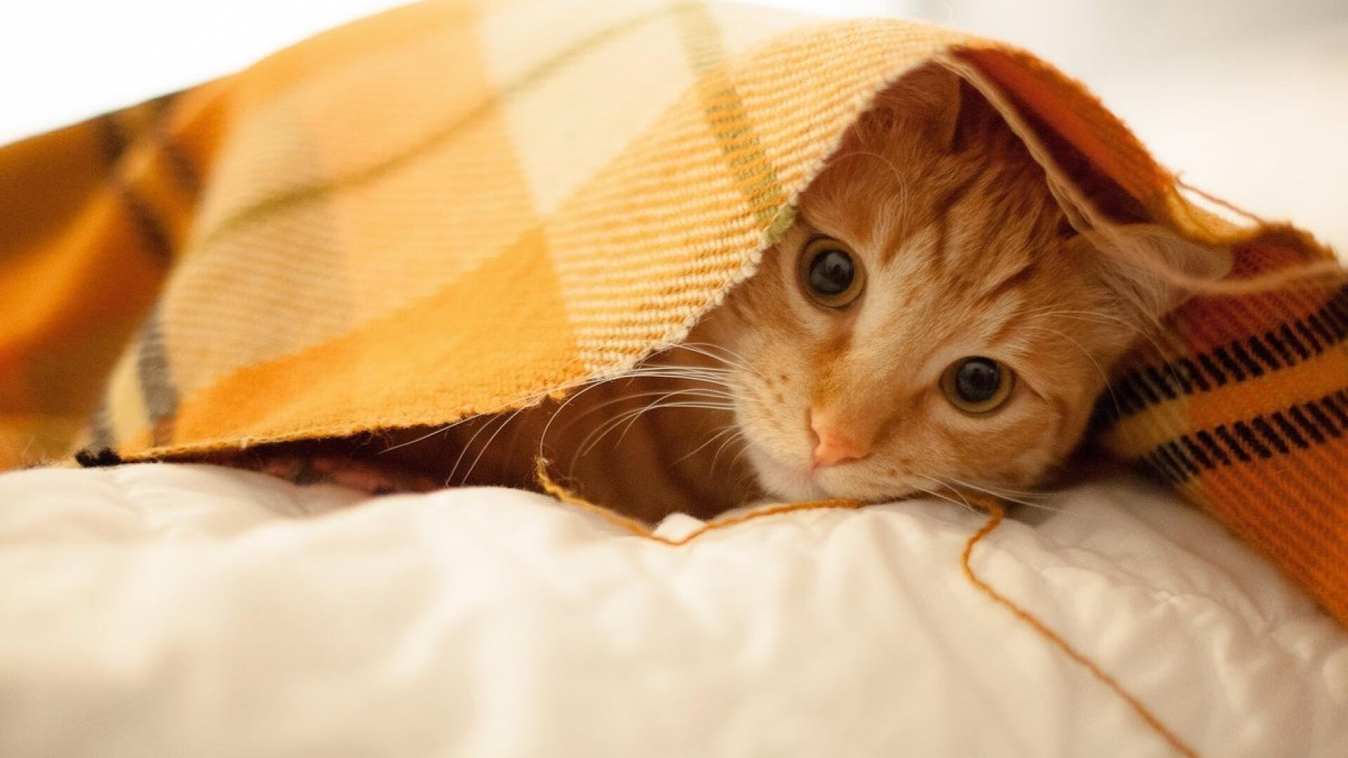 绿军之影笼罩奥兰多，当灰熊对阵魔术，为何塔图姆却成了全场焦点？