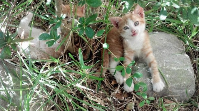 杜兰特冰封北境，当布鲁克林风暴席卷吉林之巅
