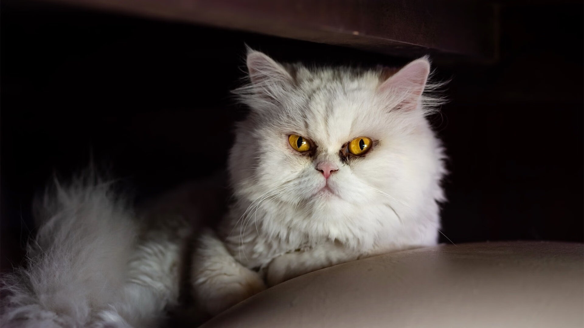 开云体育入口-草根英雄未眠夜，鹈鹕替补席上演水逆爵士的逆天剧本