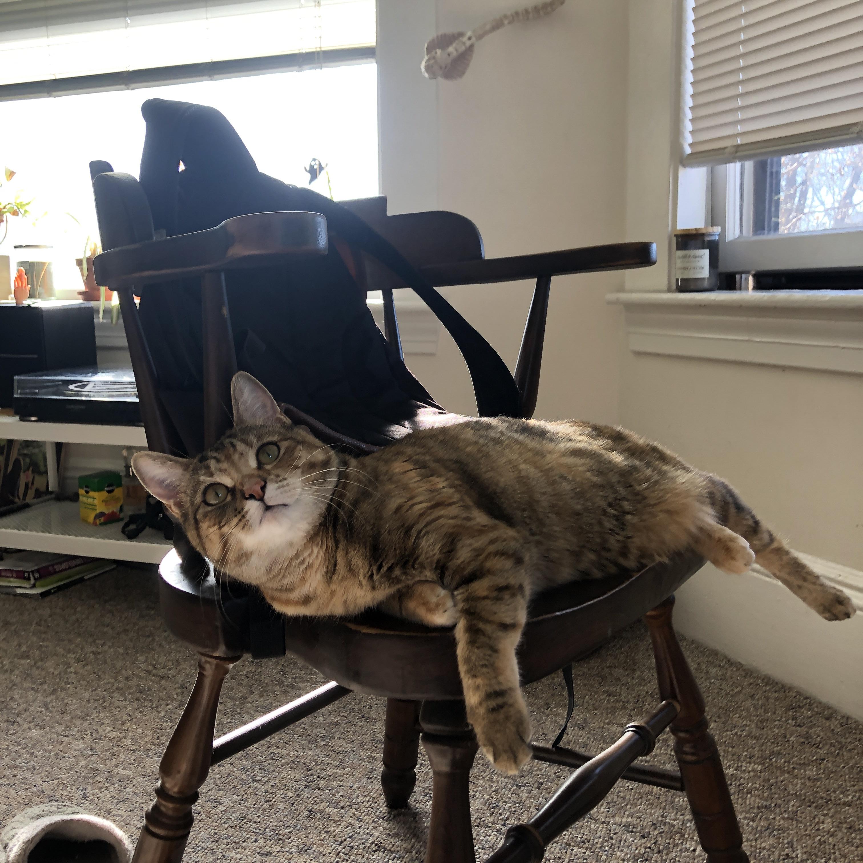 开云体育平台APP-佛罗伦萨的狮身人面像，当足球艺术带走埃及，坎特于无声处听惊雷