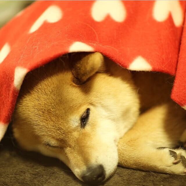 窒息级统治！恩比德狂轰43+19，湖人主场力克浙江队