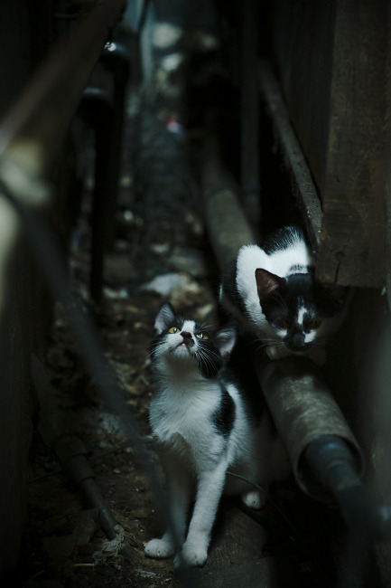 破冰船班凯罗,在凯尔特人铁壁上凿开血路的艺术