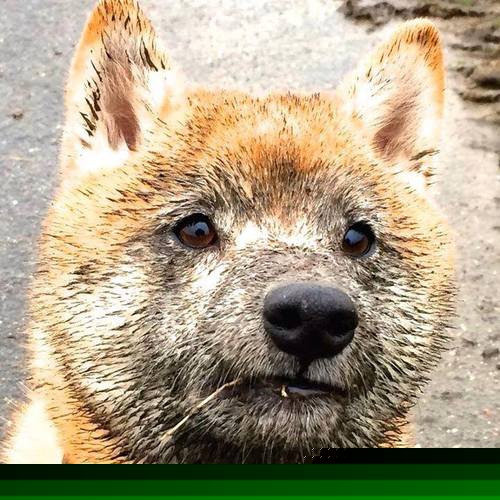 非洲雄狮咆哮，阿劳霍关键一击击碎沙漠之狐