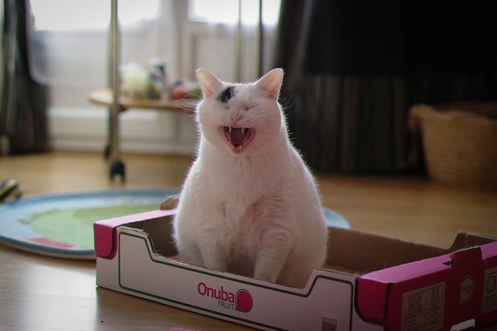 勇士终结灰熊连胜纪录,英格拉姆独领风骚率队告捷