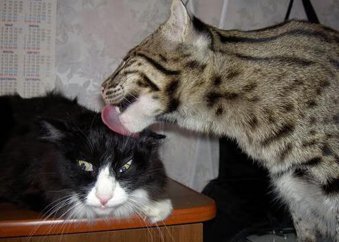 开云APP-新王当立！杰伦·格林光芒万丈，詹杜时代在凤凰城写下最强注脚