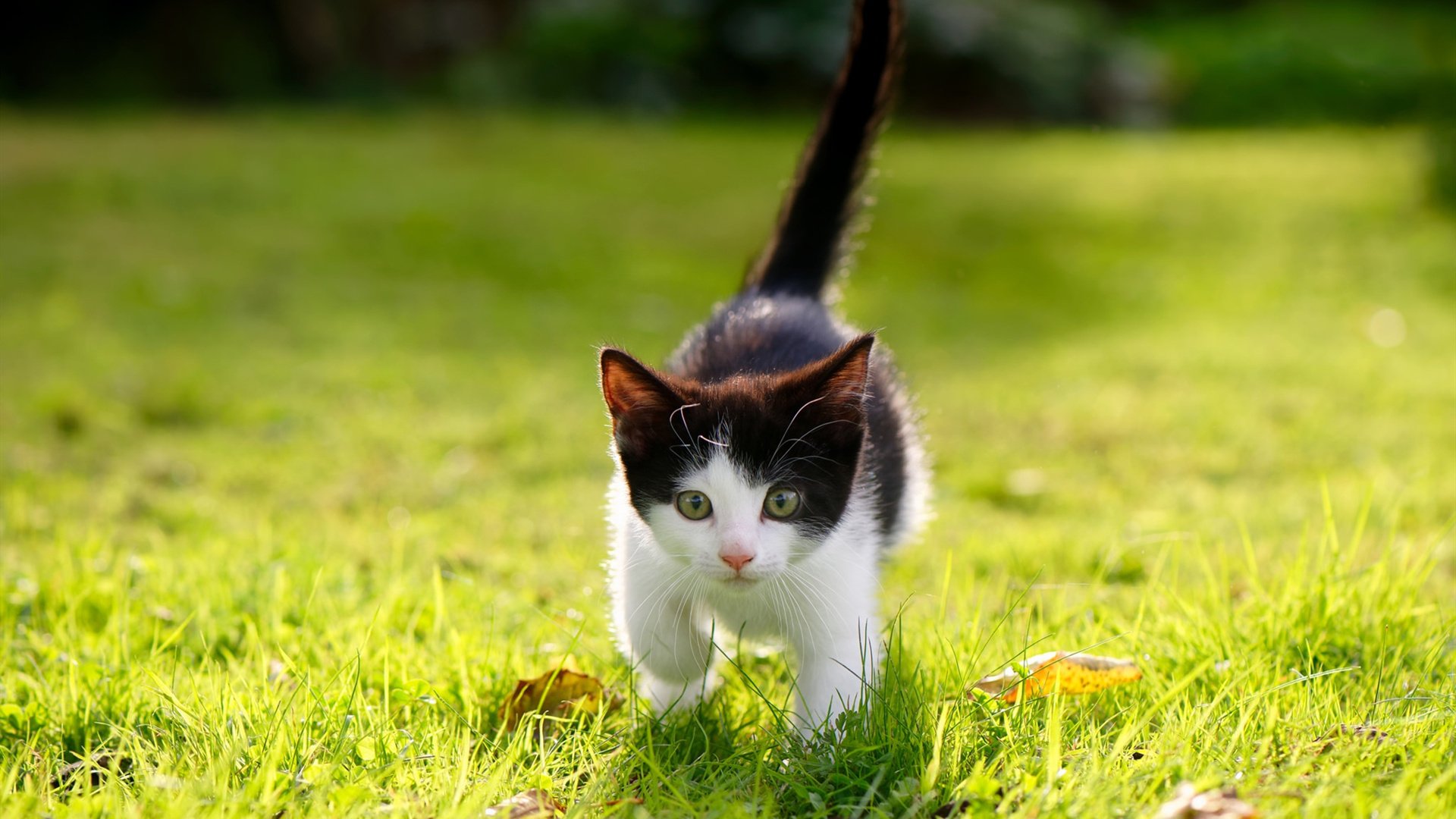 战术完胜,乔治一剑封喉,尼克斯如何将广厦拖入绞杀战