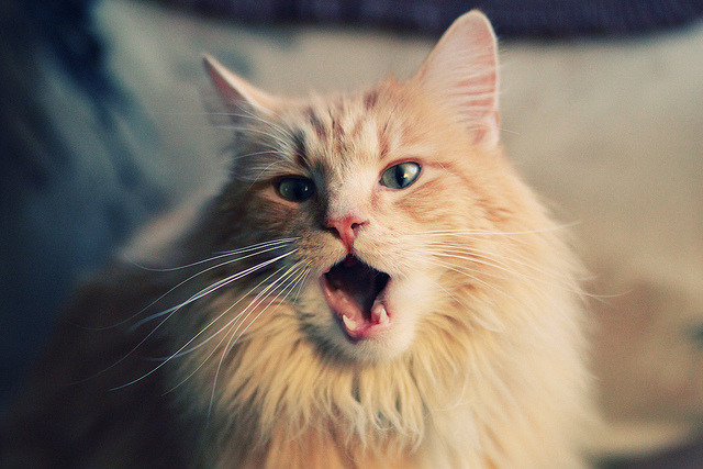 险胜的棋盘与接管的神殿,体育世界的两种胜利叙事