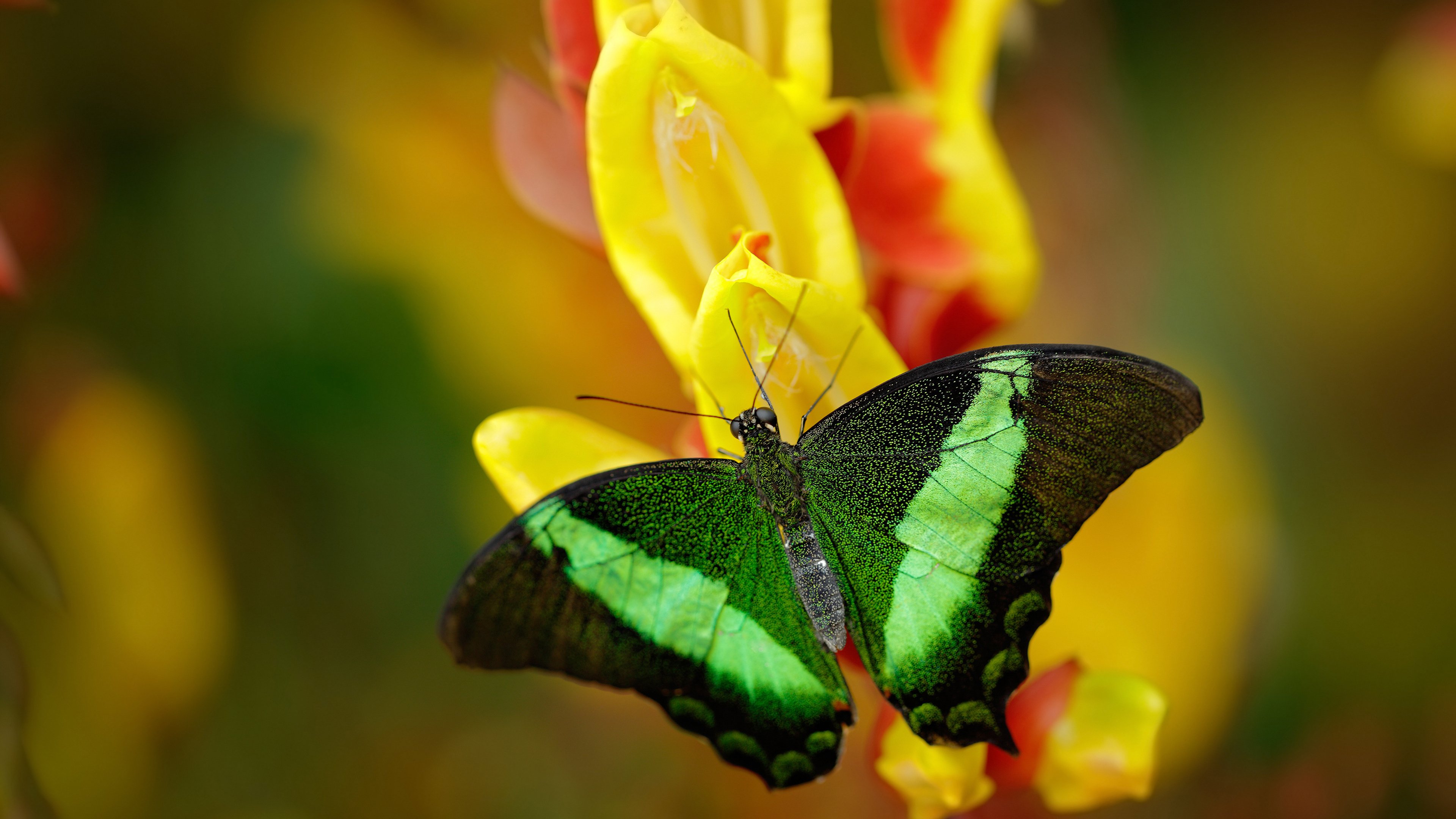 格纳布里关键节点连续得分 VS 曼联封锁战术,现代足球的两种决胜密码