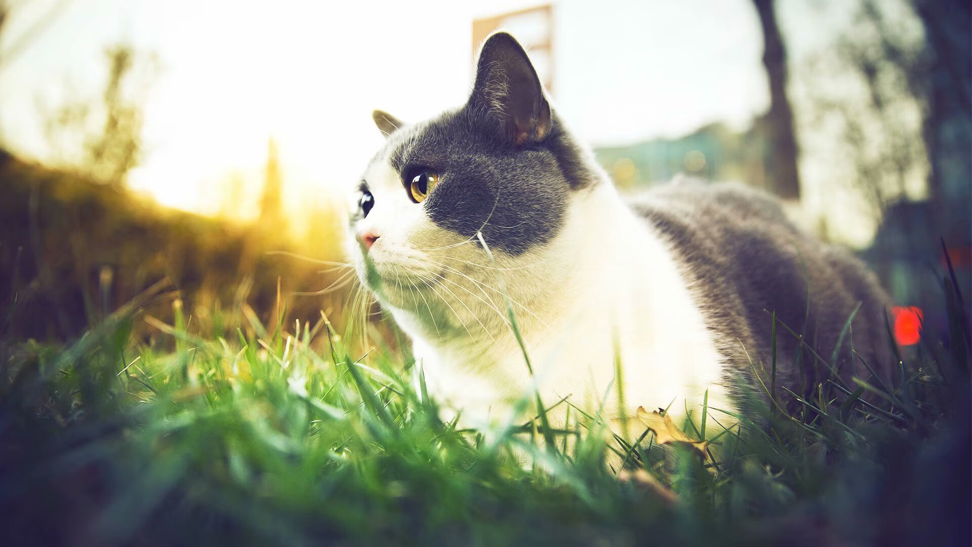 赖斯终场绝杀助皇家社会压哨击败波兰,大场面先生再立奇功