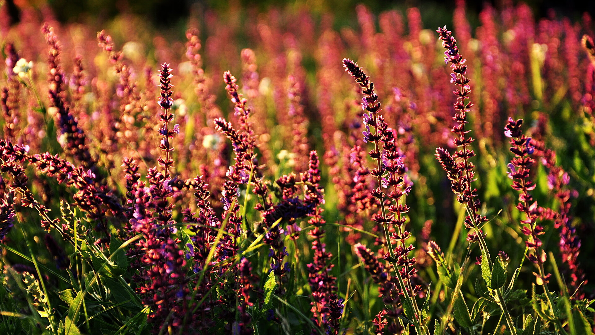 一剑封喉!布克关键一击助湖人淘汰深圳,诠释关键先生本色