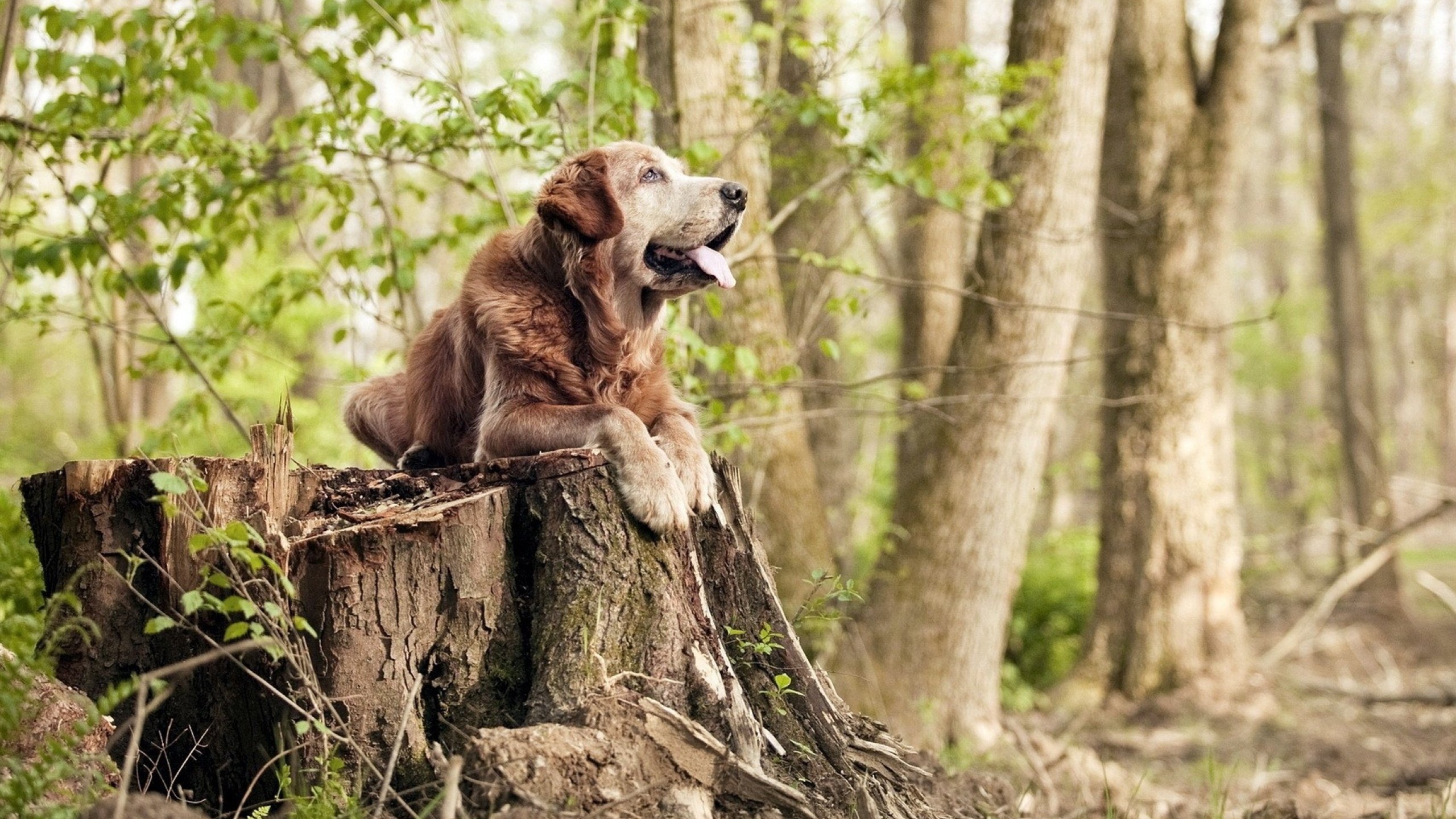 鹈鹕以节奏掌控雷霆，克莱化身关键先生引领胜利