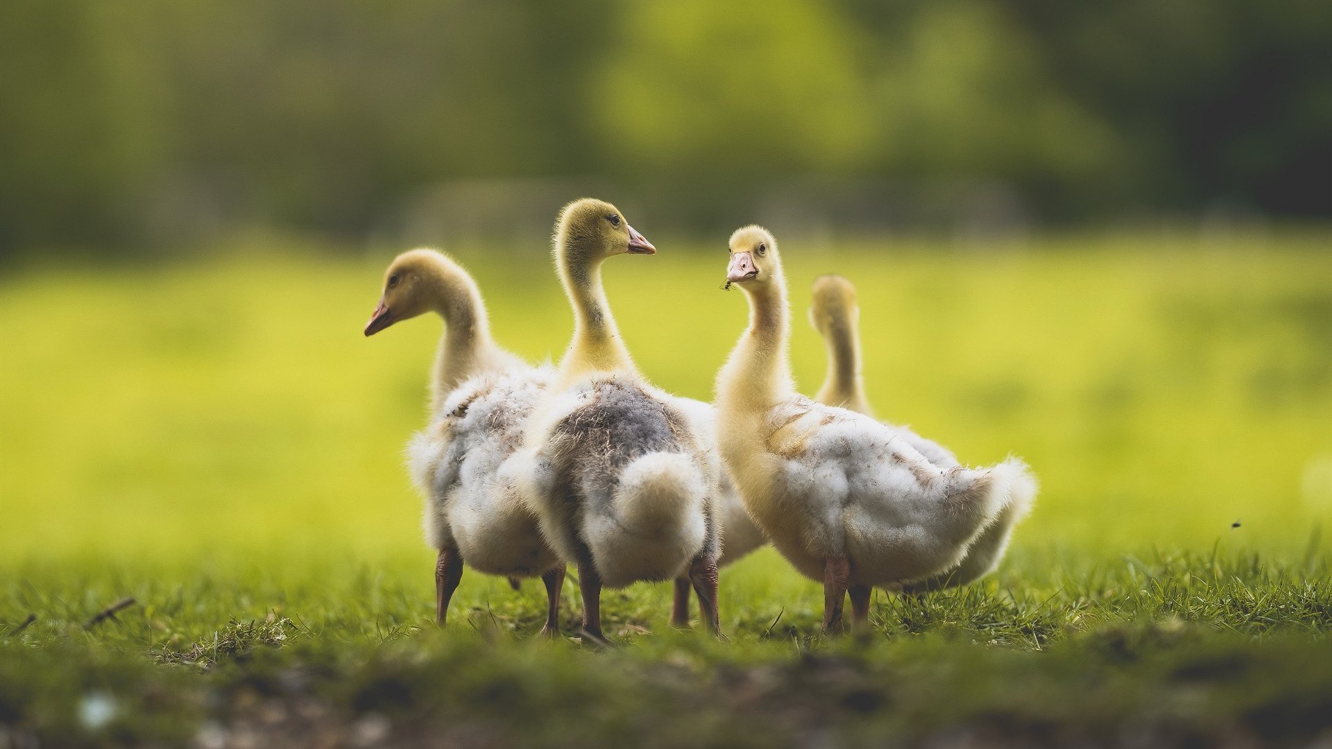 弗拉霍维奇的指挥艺术，摩纳哥对阵冰岛的战术解析
