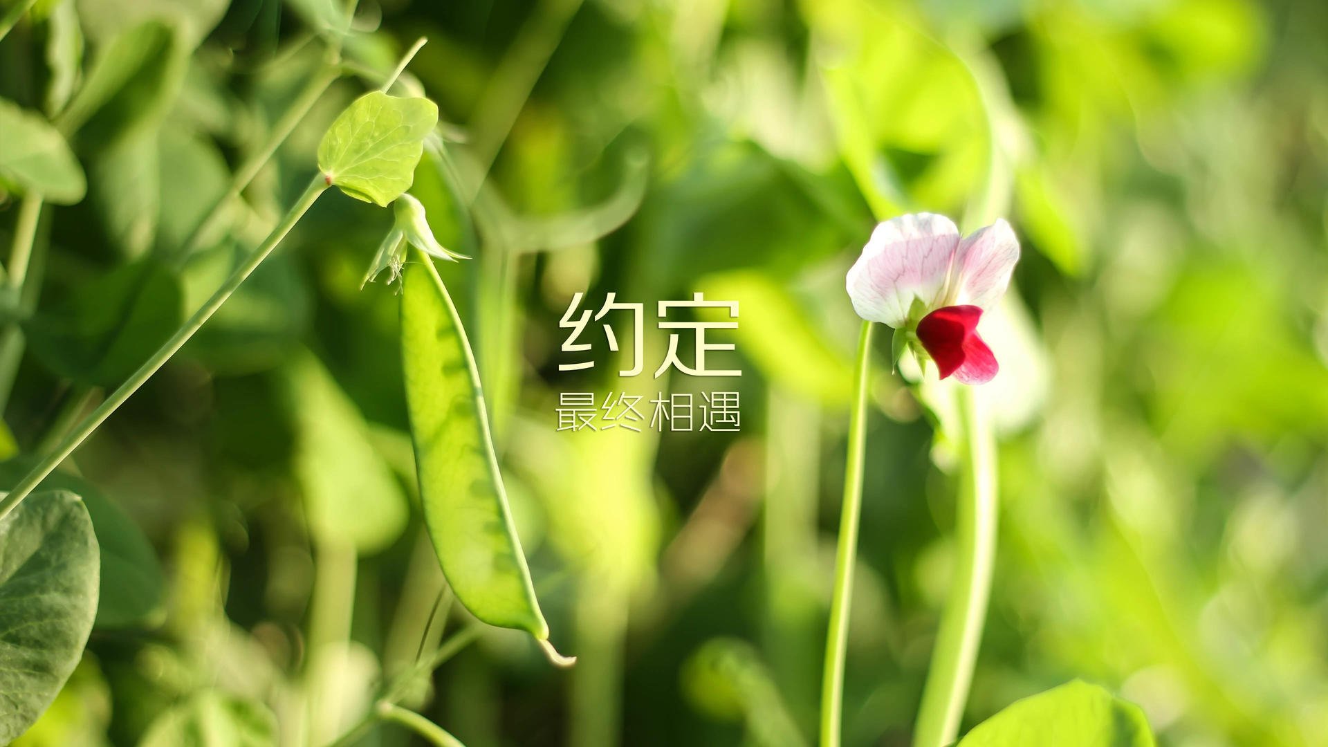 开云官网-铁闸擎天，太极虎憾负欧洲红魔—2026世界杯G组韩比大战侧记